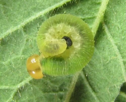 Emphytus cinctus