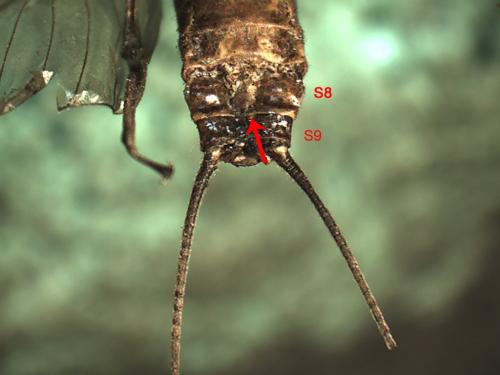 Réf. 219 865 : Perla marginata
