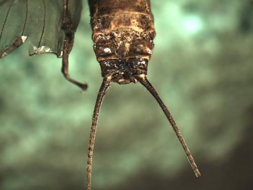 Réf. 219 318 : Perla marginata