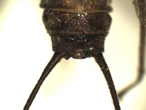 Réf. 219 499 : Perla marginata
