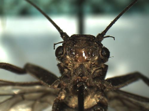 Réf. 219 701 : Perla marginata