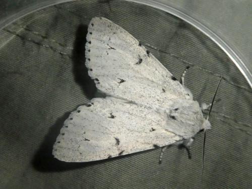 Acronicta leporina