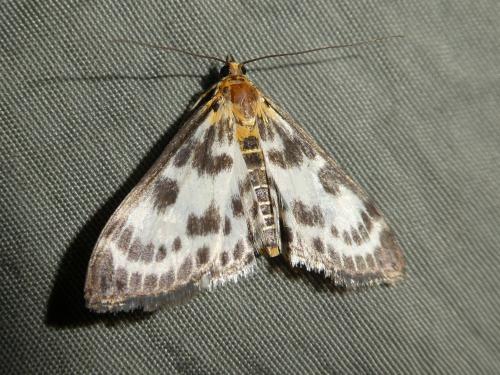 Réf. 219 731 : Anania hortulata