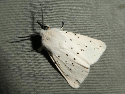 Réf. 219 768 : Spilosoma lubricipeda