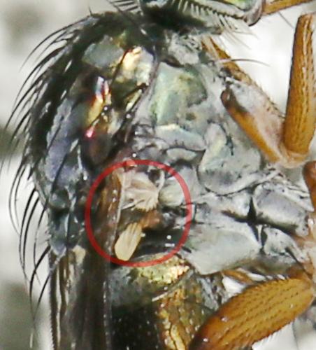 Dolichopus sp.