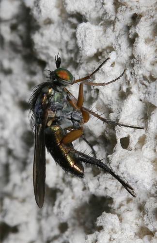 Dolichopus sp.