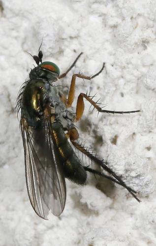 Dolichopus sp.