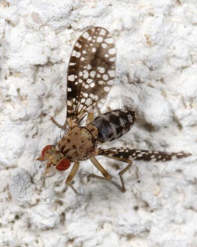 Réf. 219 684 : Trypetoptera punctulata