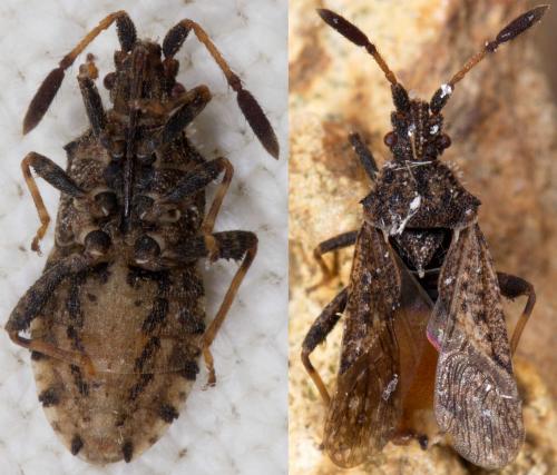Réf. 219 403 : Strobilotoma typhaecornis