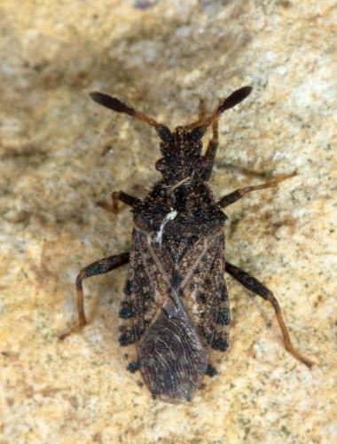Réf. 219 401 : Strobilotoma typhaecornis