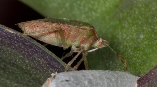 Nezara viridula