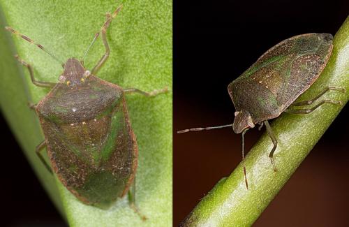 Nezara viridula