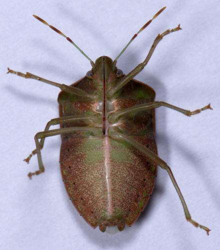 Nezara viridula