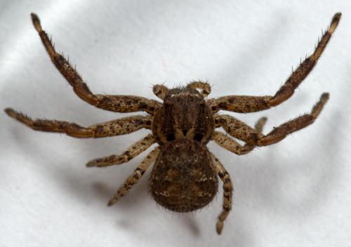 Xysticus sp.