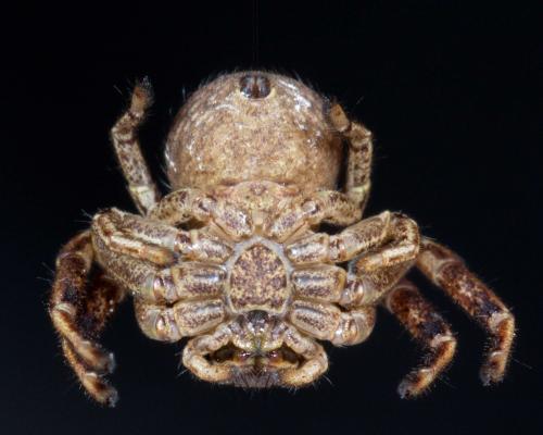Xysticus sp.