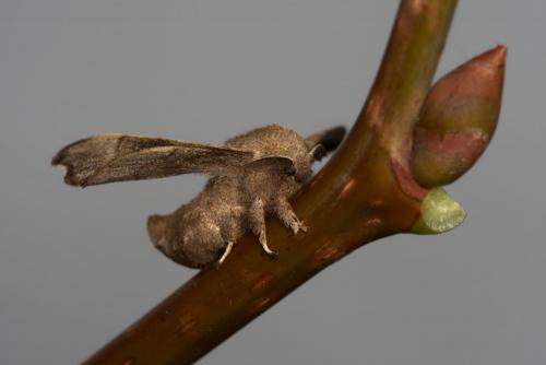 Bombyx mandarina