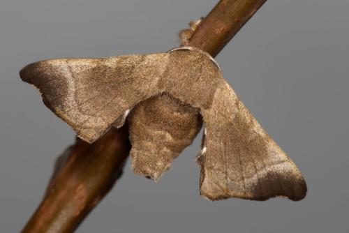 Bombyx mandarina