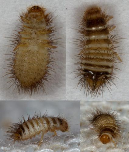 Réf. 219 348 : Anthrenus sp.