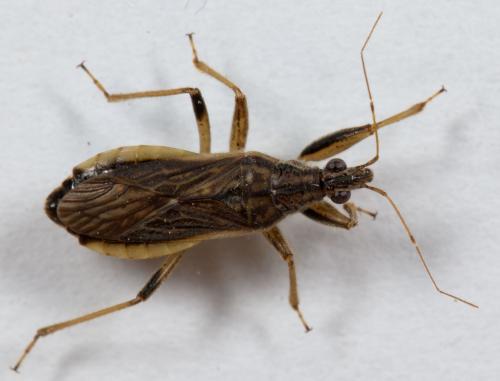 Himacerus major