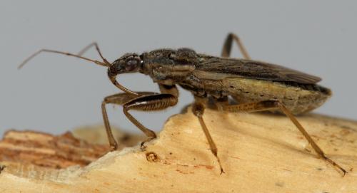 Himacerus major