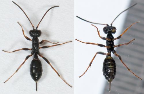 Réf. 219 561 : Gelis agilis