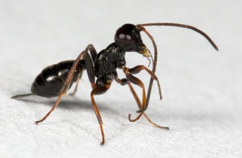 Réf. 219 562 : Gelis agilis