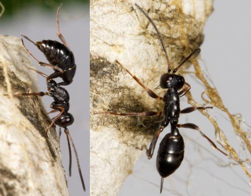 Réf. 219 563 : Gelis agilis
