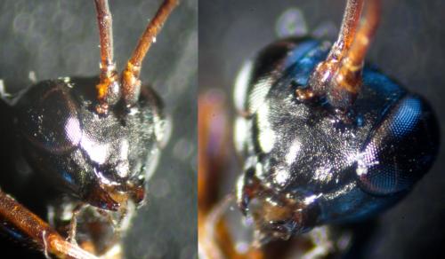 Réf. 219 834 : Gelis agilis