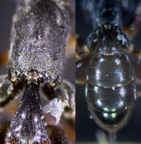 Réf. 219 835 : Gelis agilis