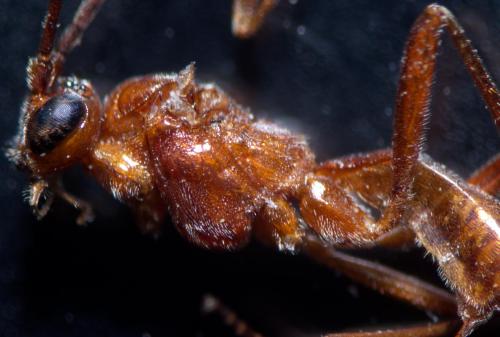 Homolobus sp.