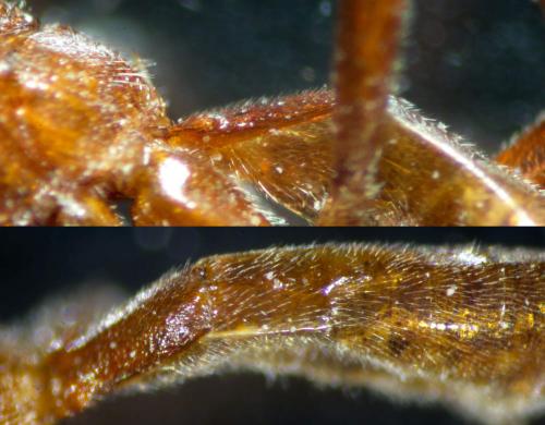 Homolobus sp.