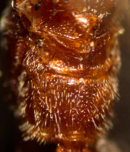 Homolobus sp.