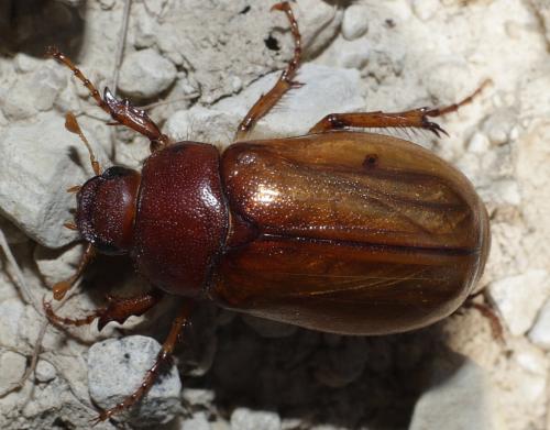 Rhizotrogus cicatricosus