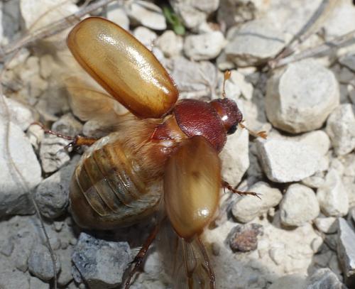 Rhizotrogus cicatricosus