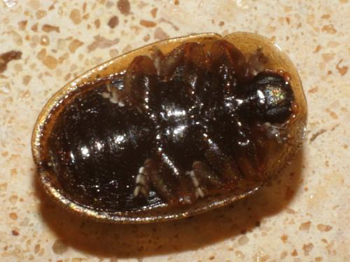 Réf. 219 479 : Hypocassida meridionalis
