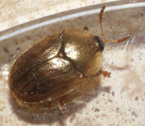 Hypocassida meridionalis