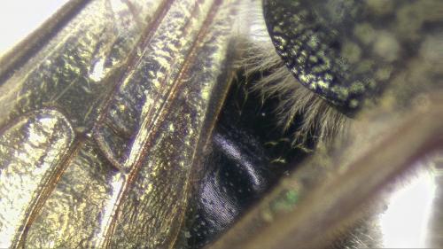 Lasioglossum pallens