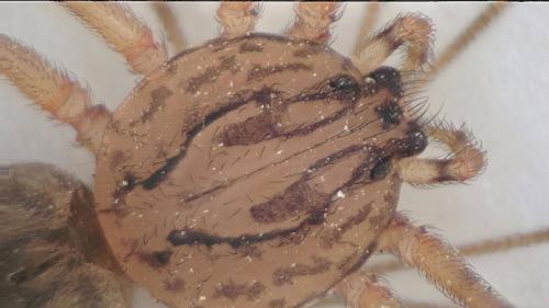 Réf. 219 477 : Scytodes thoracica