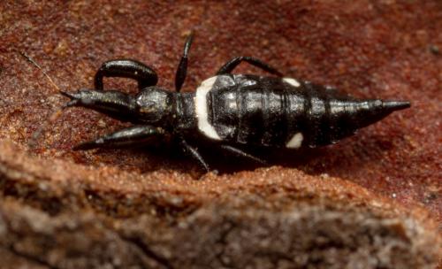 Réf. 219 619 : Compsothrips sp.