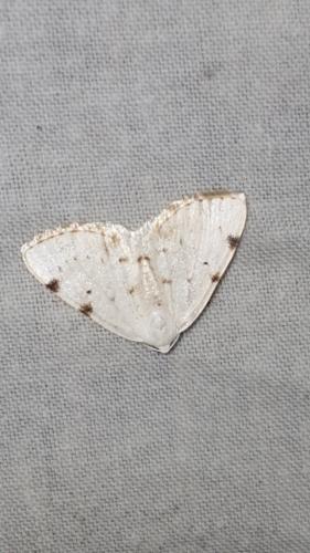 Lomographa bimaculata