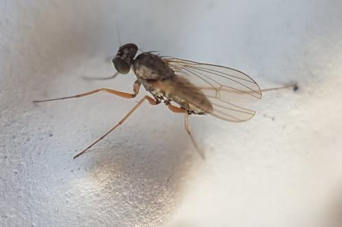 Medetera sp.