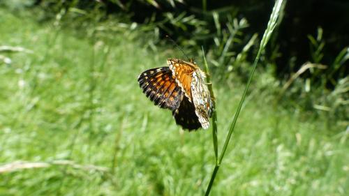 Melitaea diamina