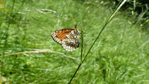Melitaea diamina