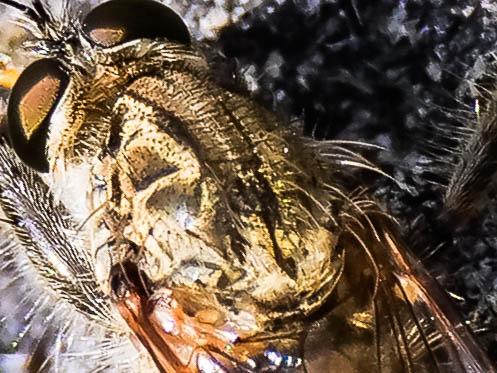 Réf. 219 012 : Asilinae inconnu