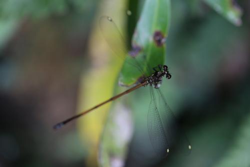 Eoargiolestes ochraceus