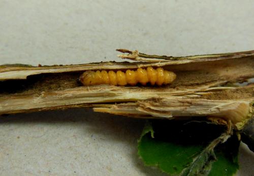 Oberea linearis
