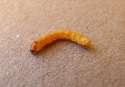 Oberea linearis