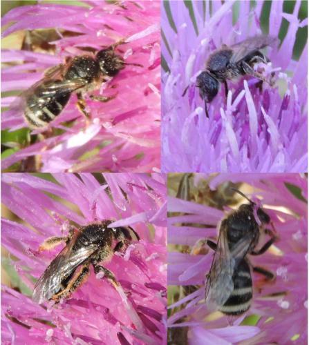Lasioglossum sp.