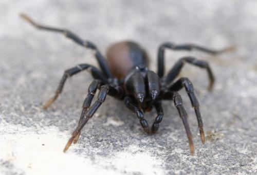Réf. 219 653 : Atypus affinis