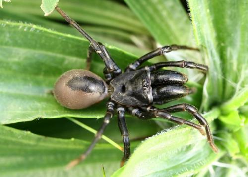 Réf. 219 652 : Atypus affinis